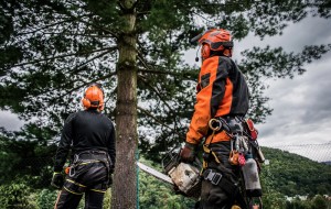 affordable tree removal in nottingham