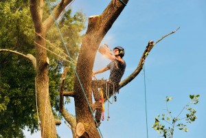 best price for tree removal in nottingham 1 scaled