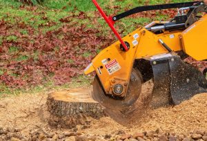 best stump grinding nottingham 1 300x204