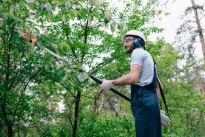 we assist with tree pruning in nottingham
